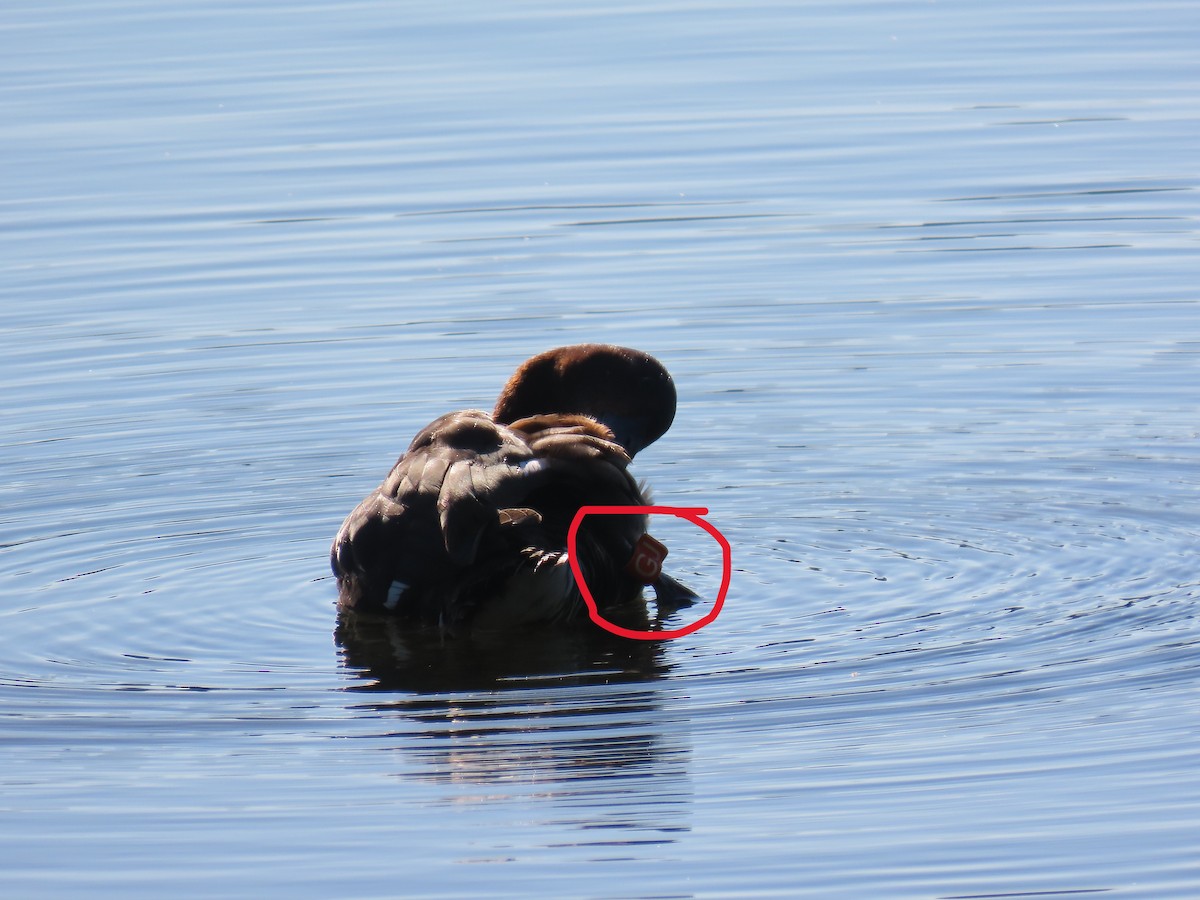 Baer's Pochard - ML640023512