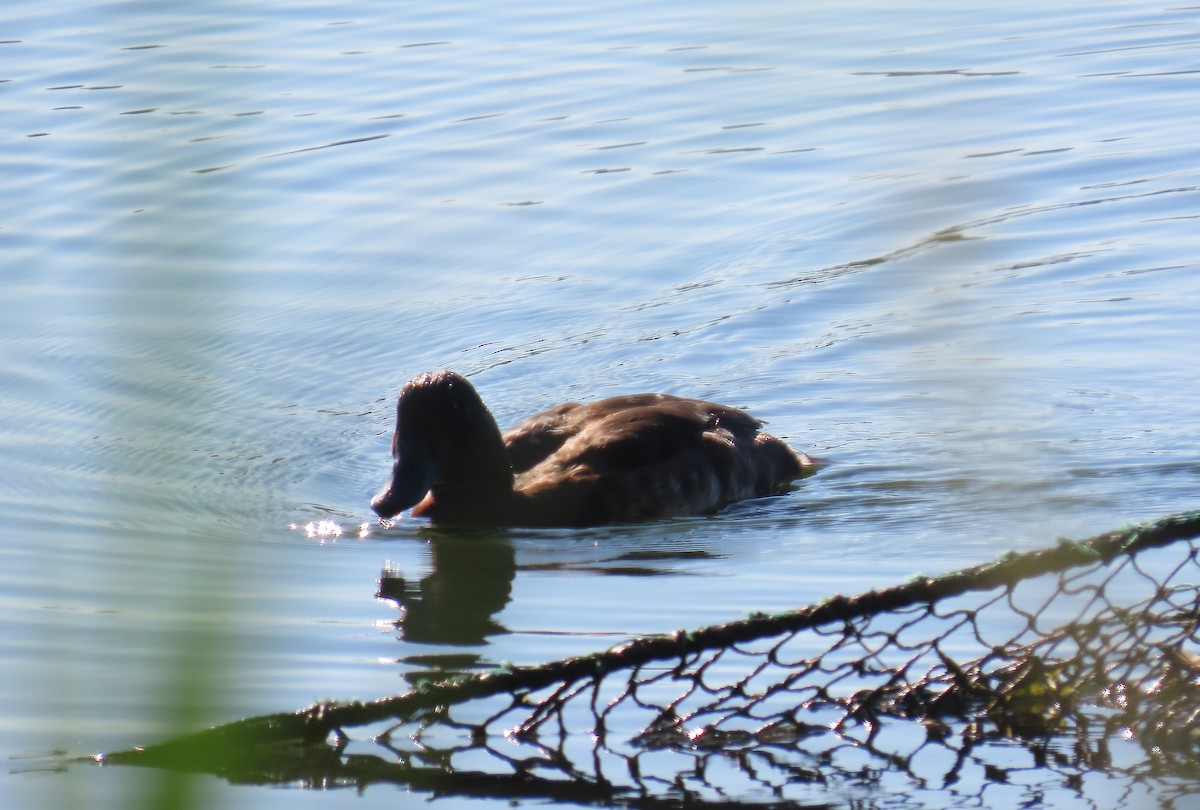 Baer's Pochard - ML640023513