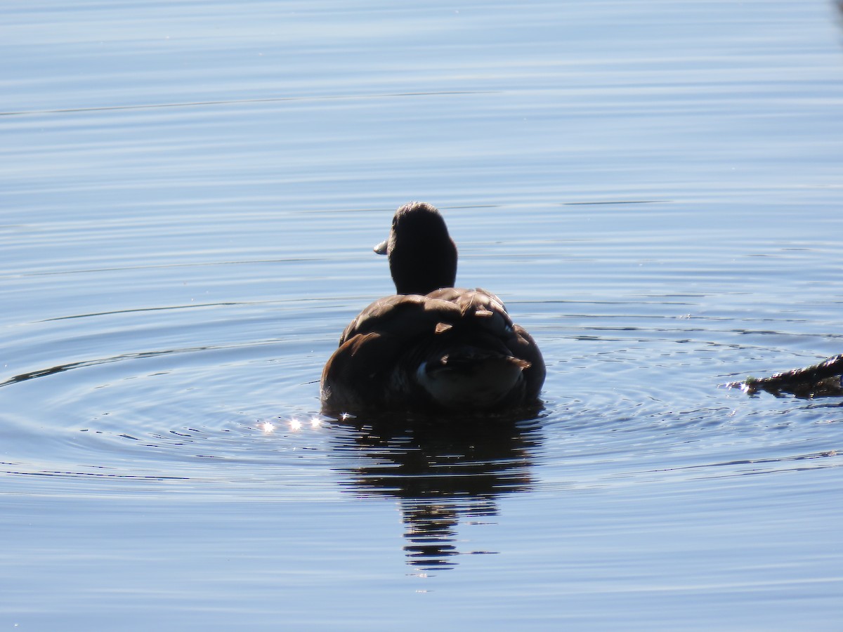 Baer's Pochard - ML640023514