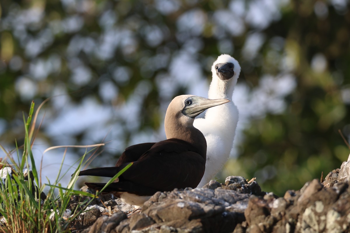 Cocos Booby - ML640023518