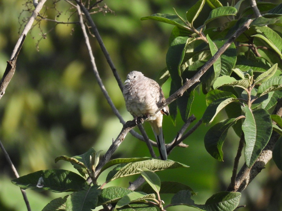 Inca Dove - ML640023556