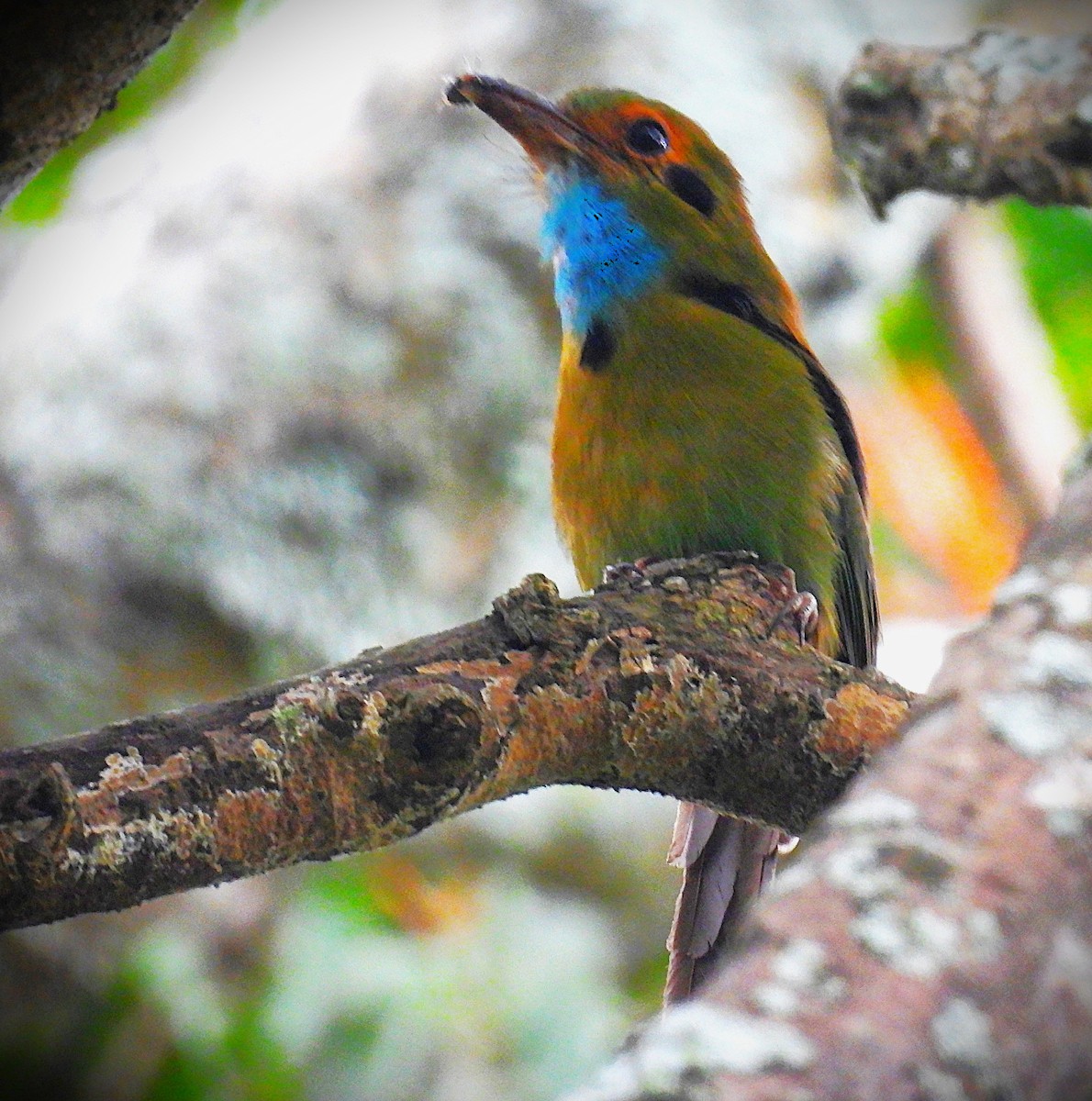 Motmot à gorge bleue - ML640023561