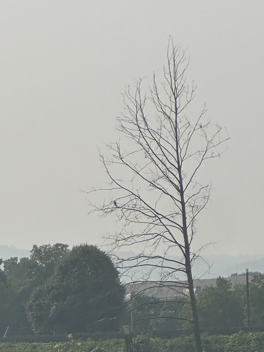 Osprey - ML640023593