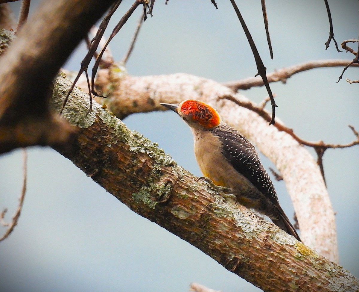 Golden-fronted Woodpecker (Velasquez's) - ML640023596