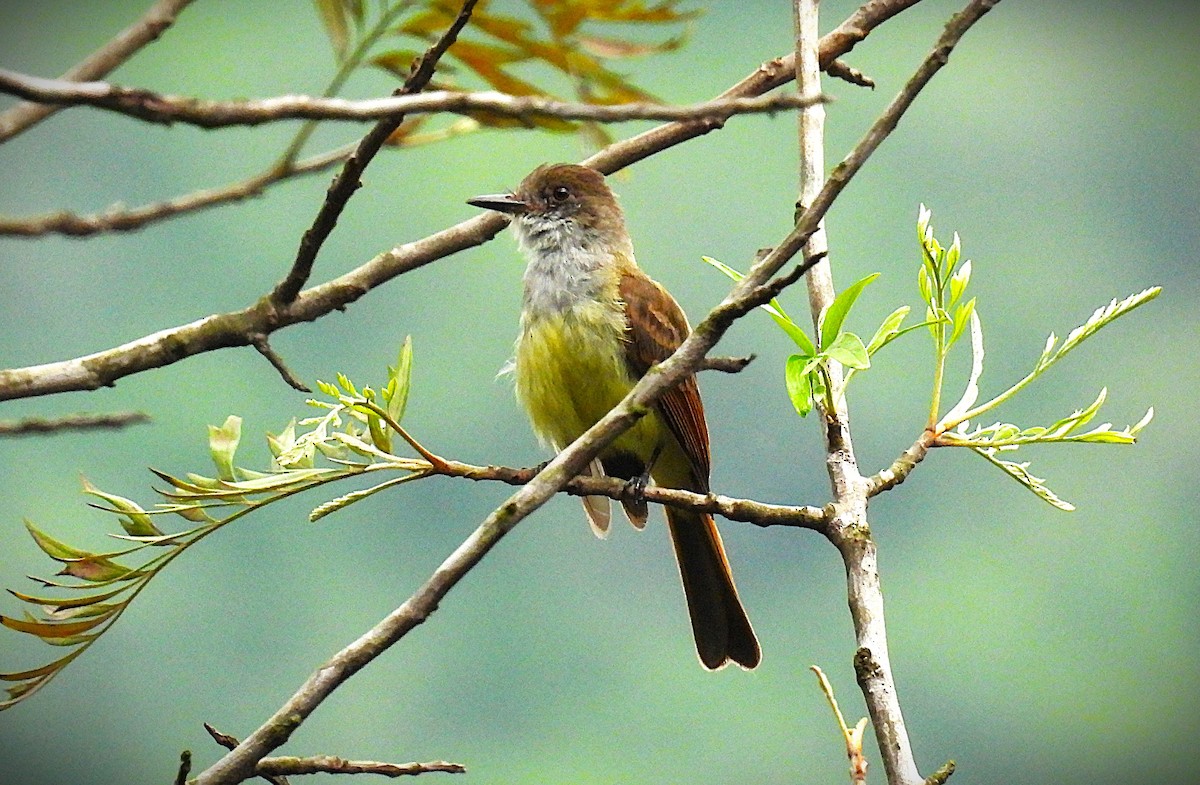 Dusky-capped Flycatcher - ML640023600