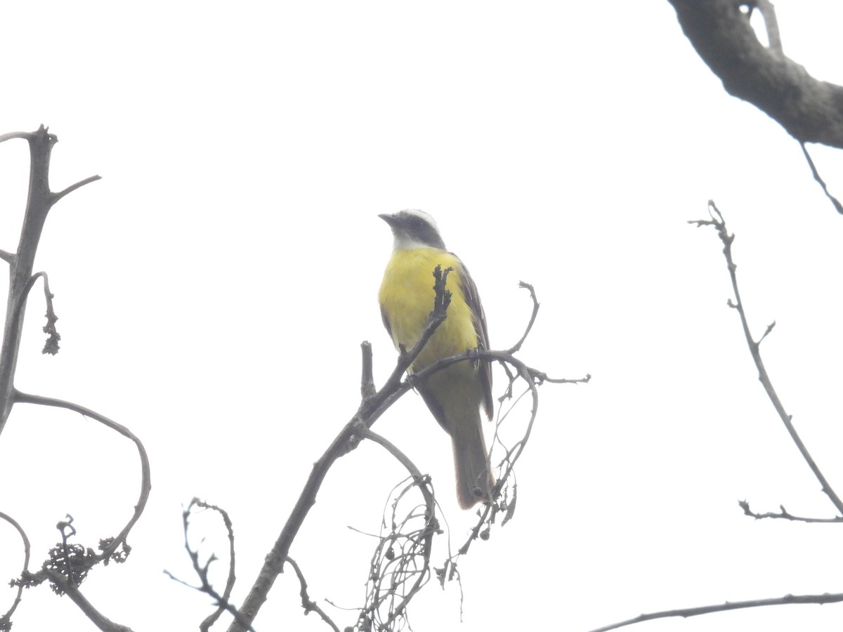 Social Flycatcher - ML640023629