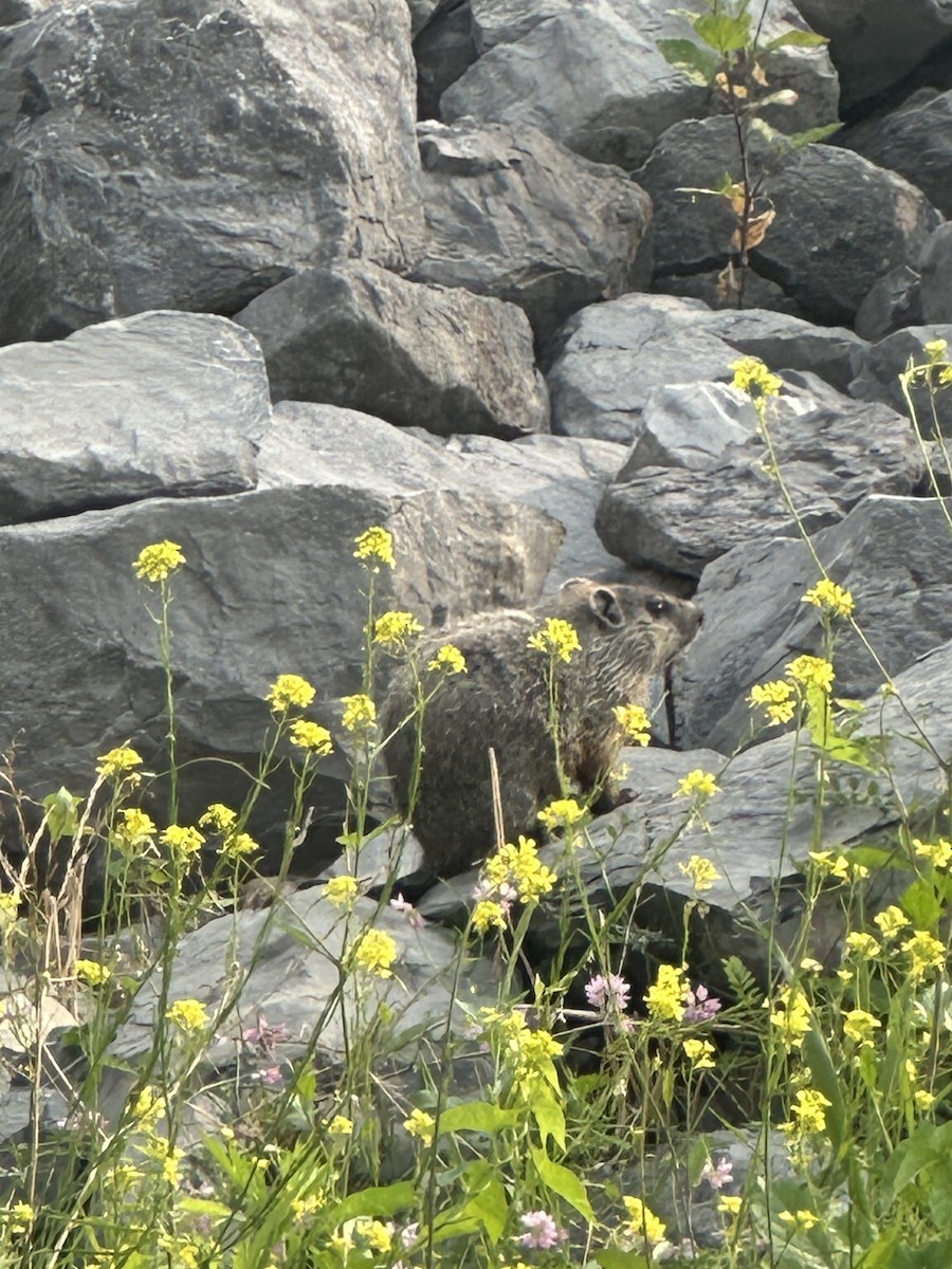 Groundhog - ML640023630