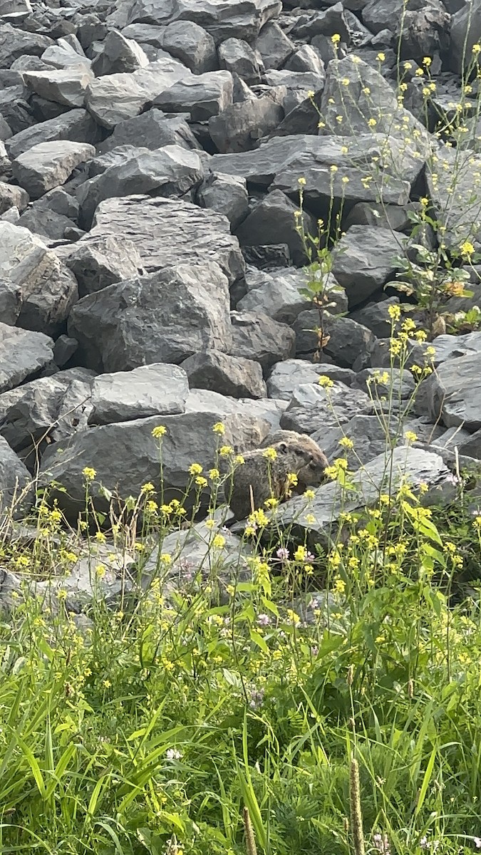 Groundhog - ML640023631