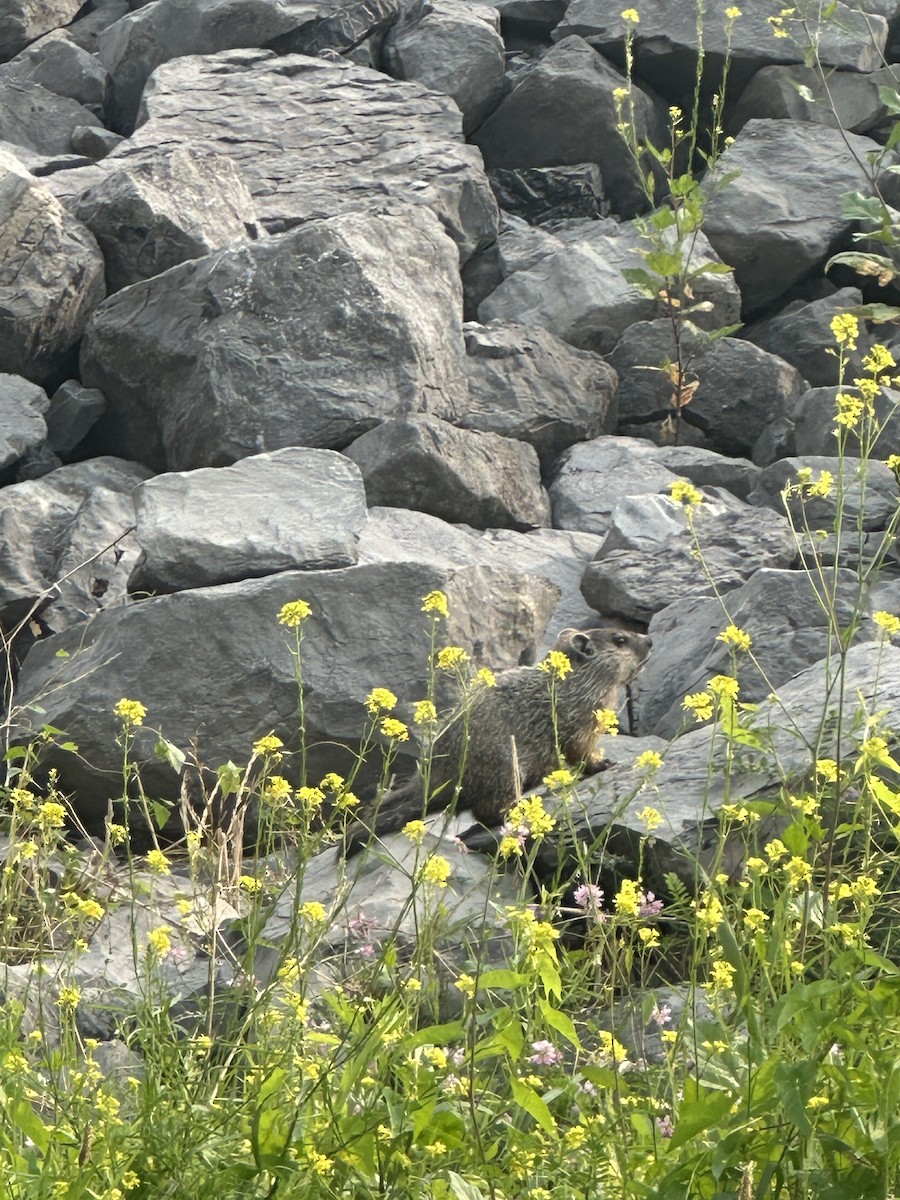 Groundhog - ML640023632