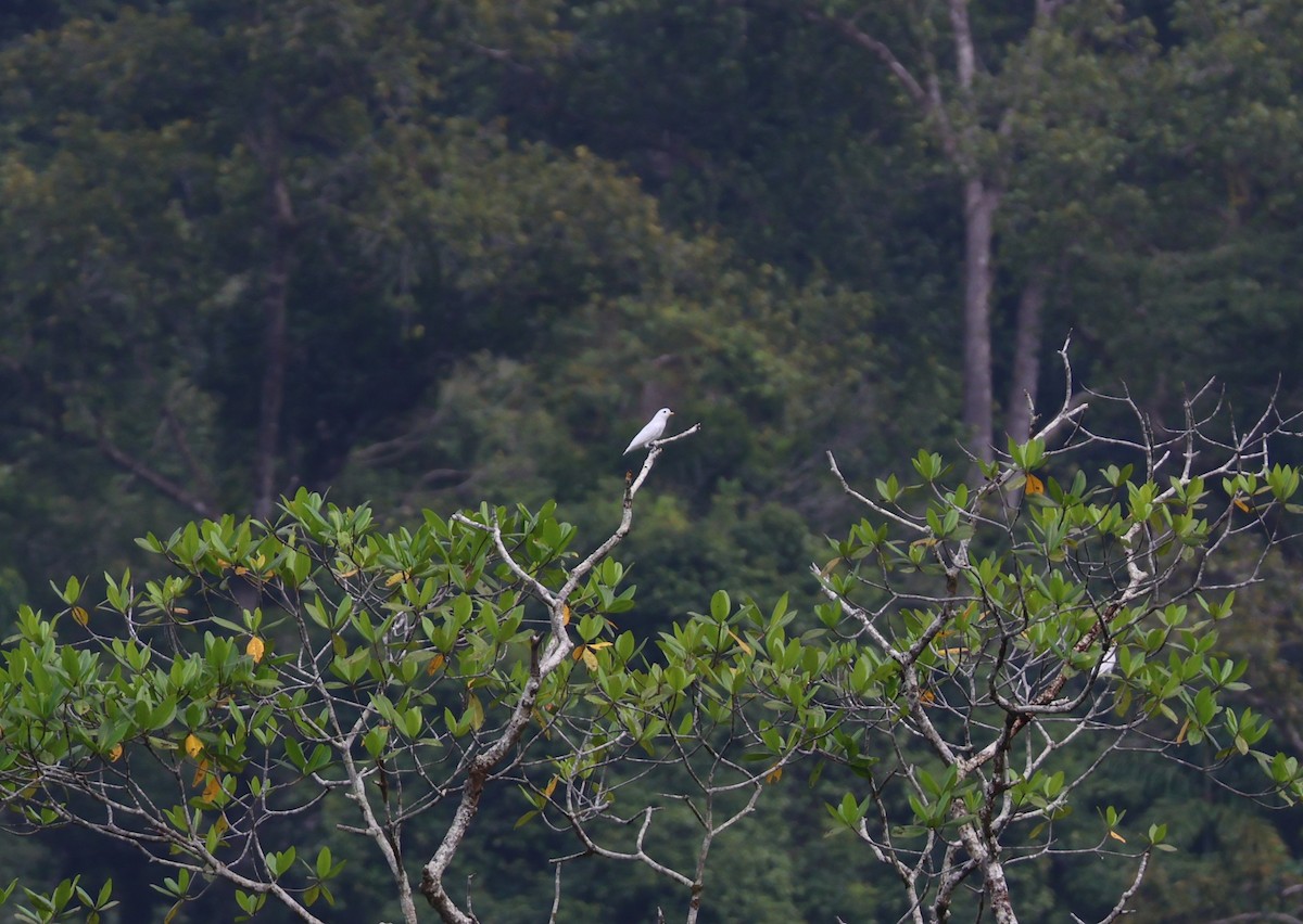 Yellow-billed Cotinga - ML640023656
