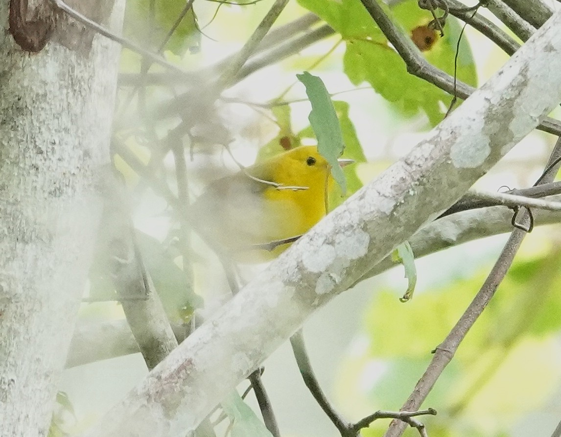 Prothonotary Warbler - ML640023700