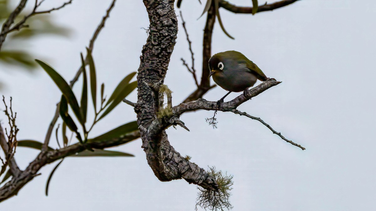 Reunion White-eye - ML640023703