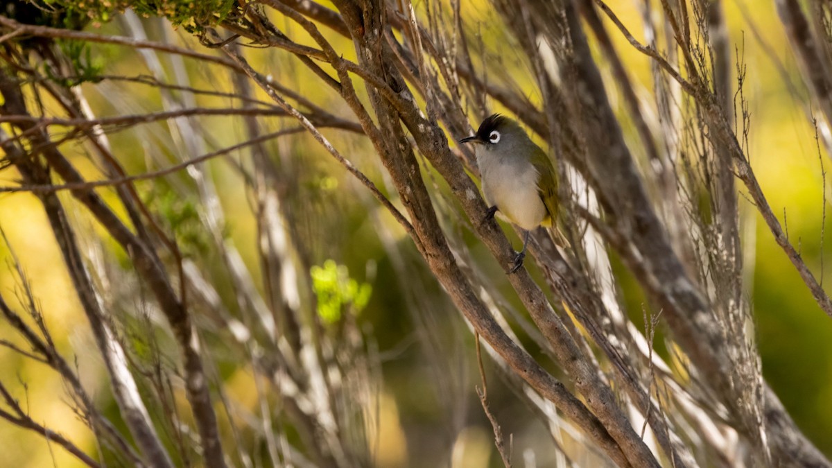 Reunion White-eye - ML640023704