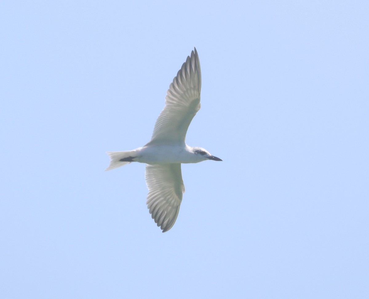 Gull-billed Tern - ML640023706