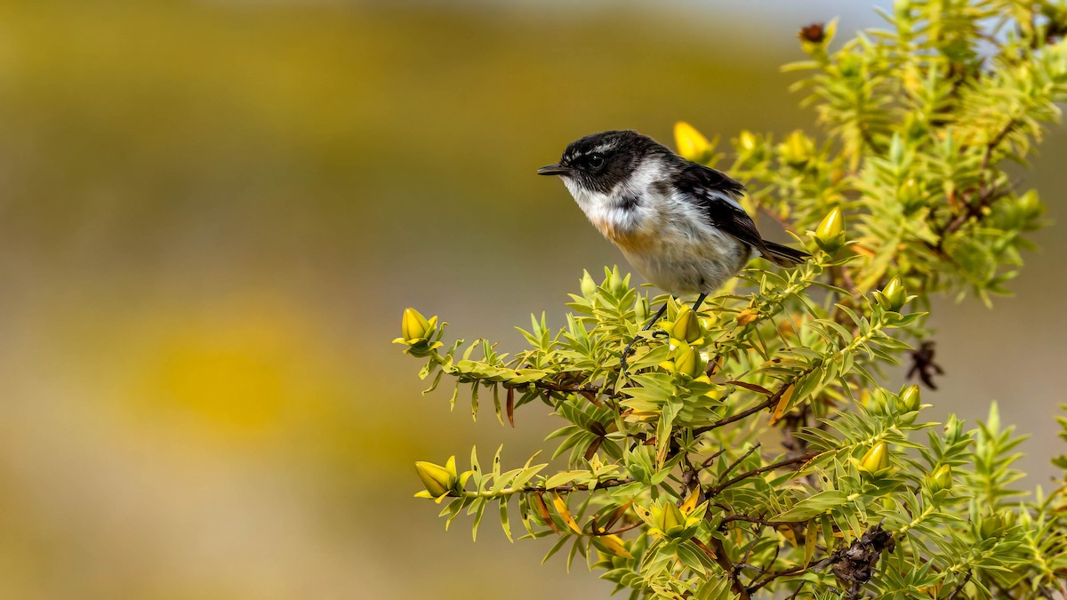 Reunion Stonechat - ML640023707