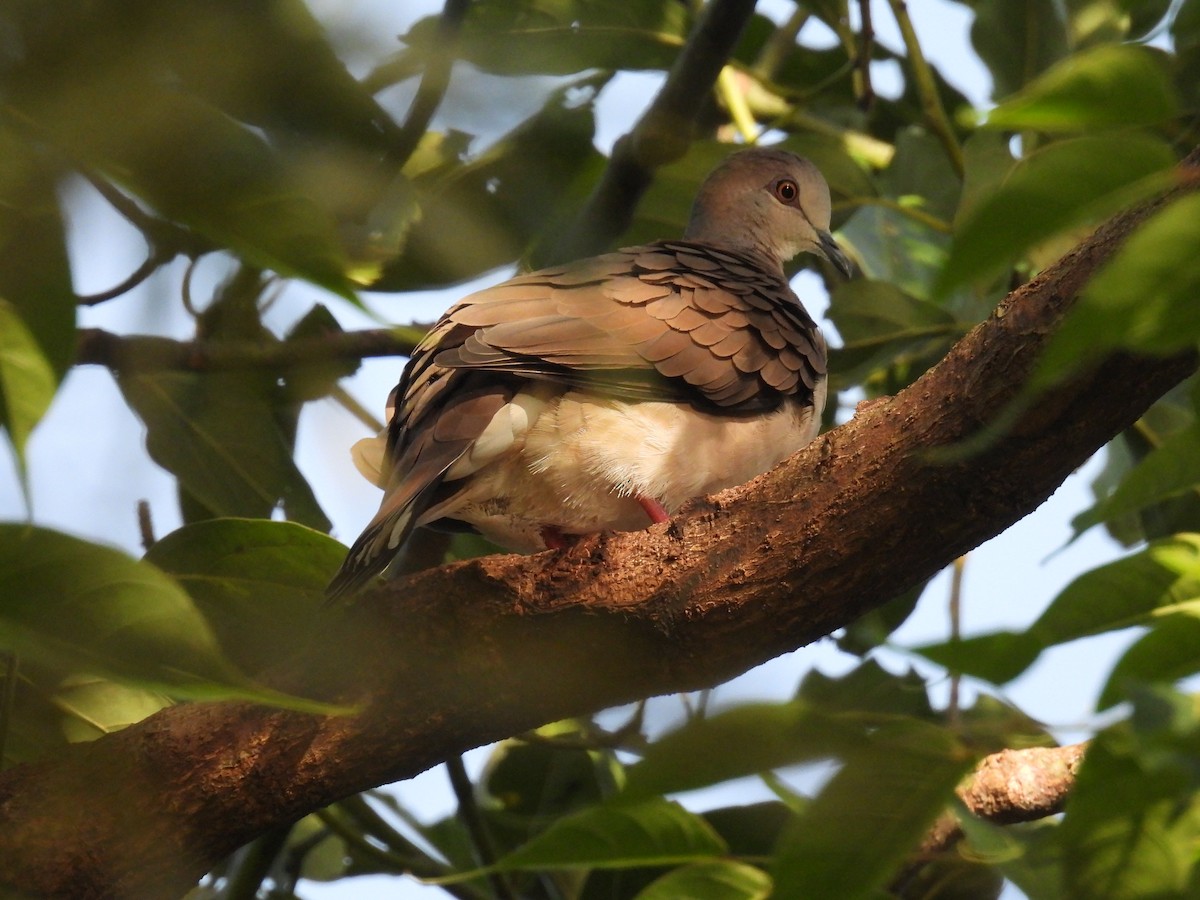 White-tipped Dove - ML640023711