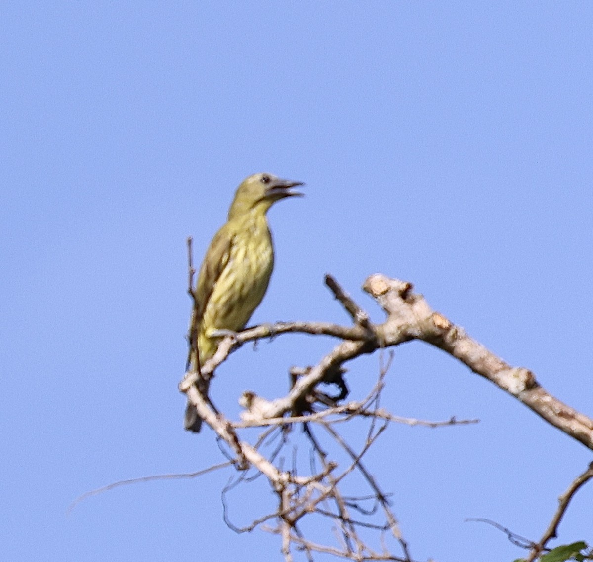 Three-wattled Bellbird - ML640023735