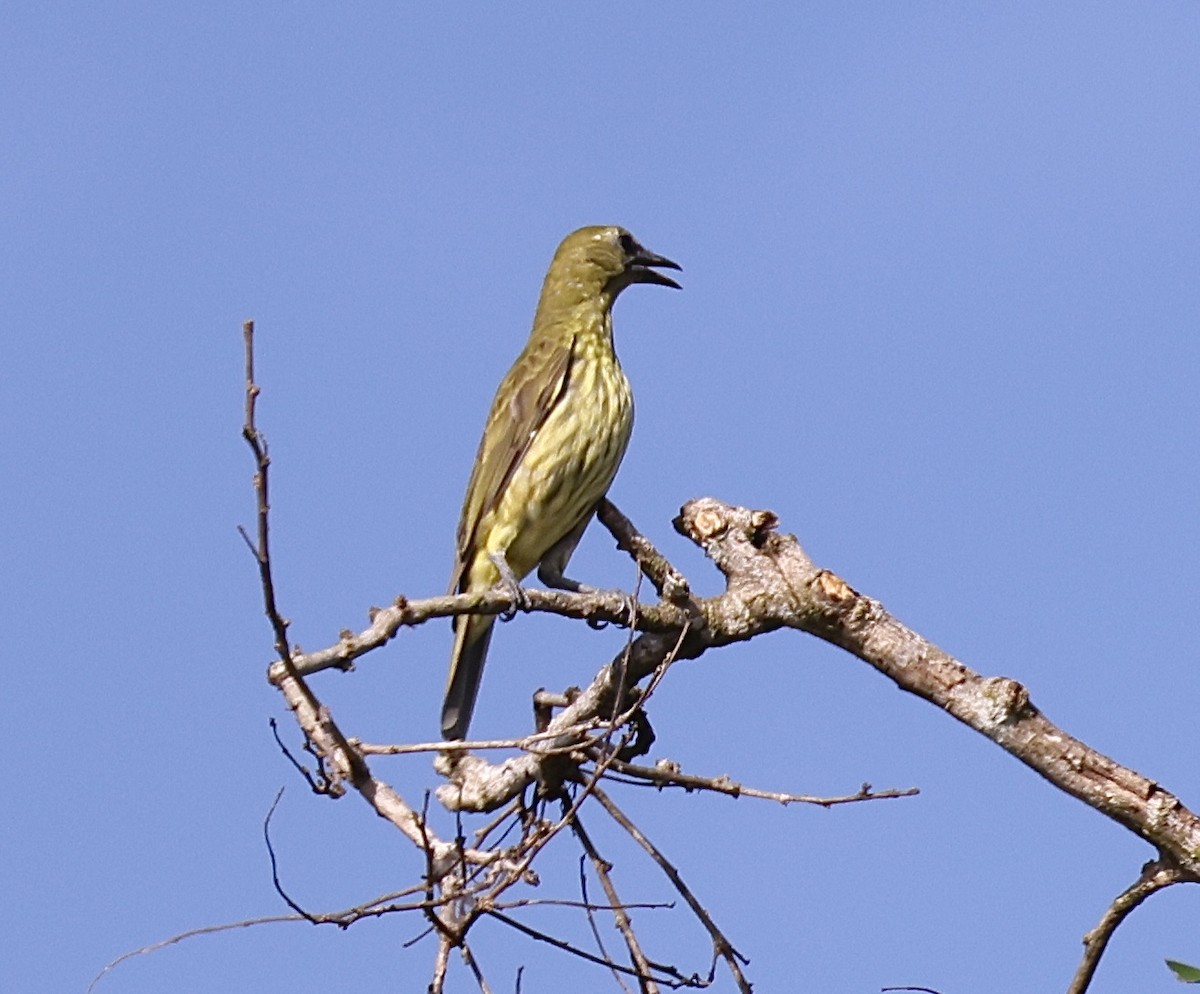 Three-wattled Bellbird - ML640023736