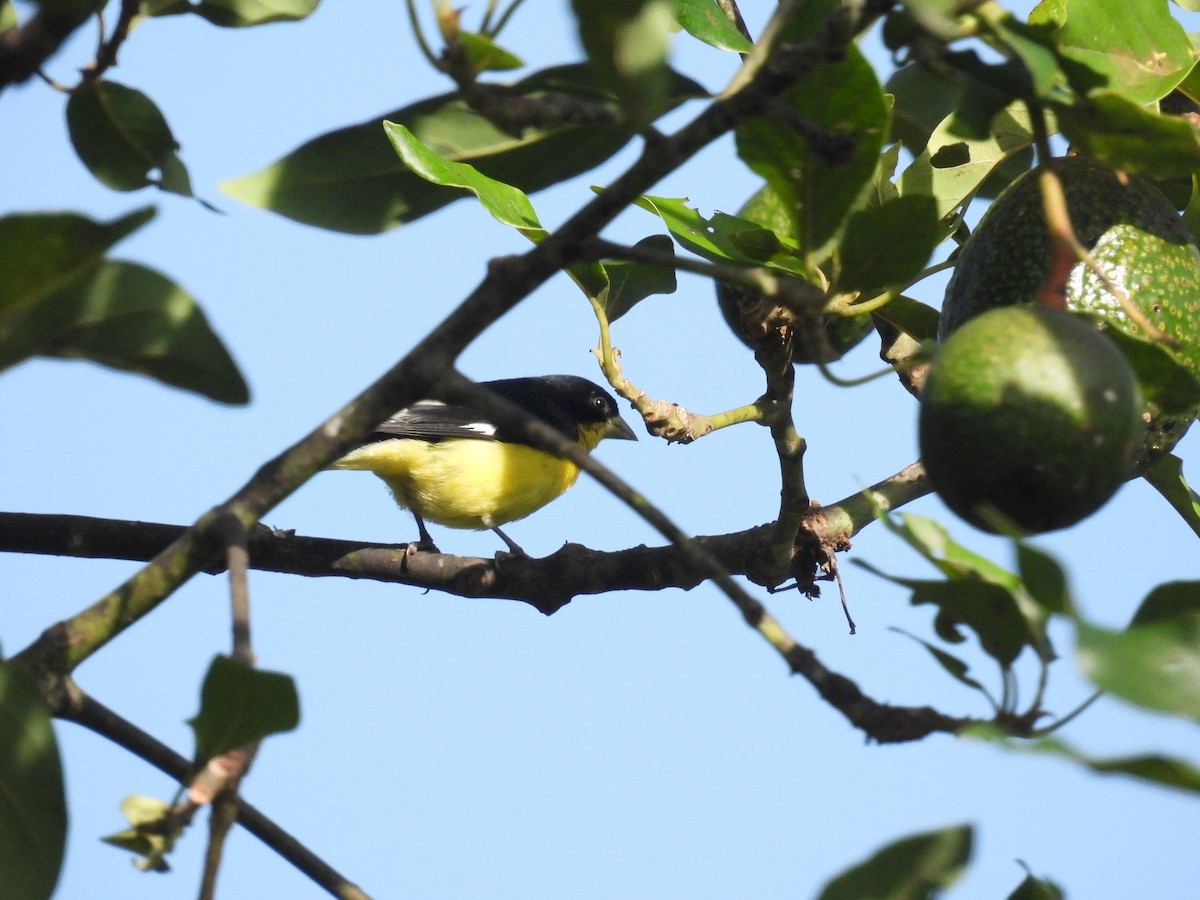 Lesser Goldfinch - ML640023741