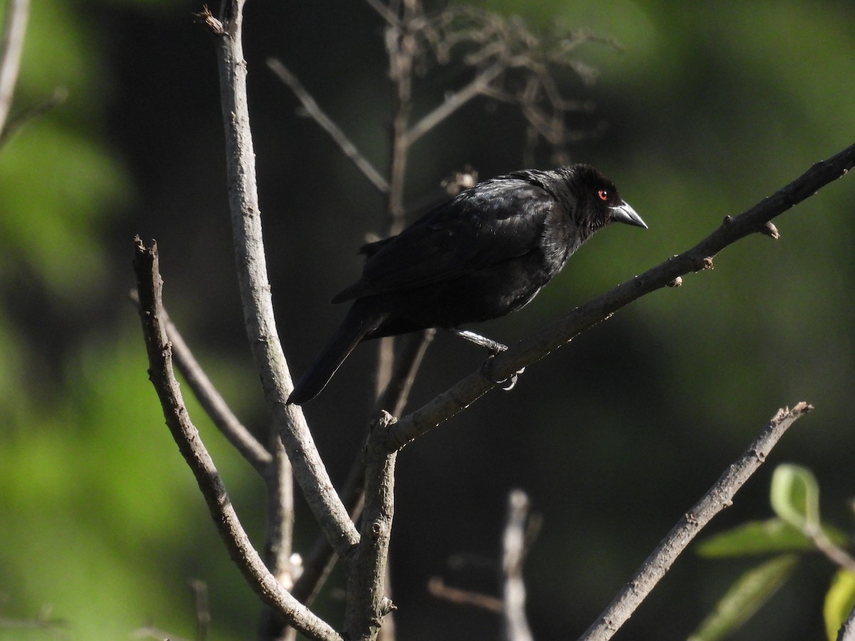 Bronzed Cowbird - ML640023758