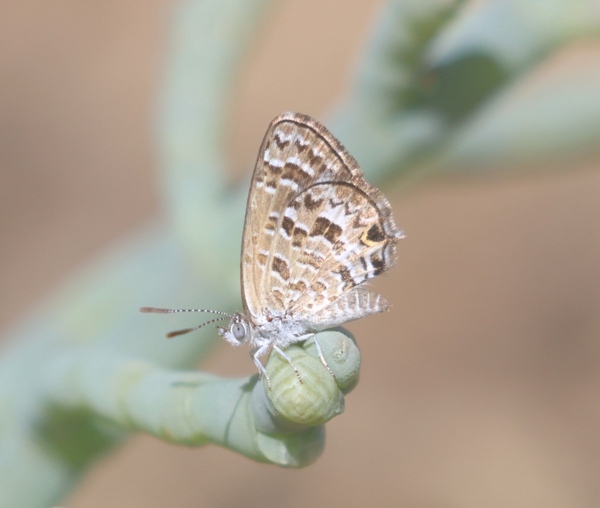 Samphire Blue - ML640023772