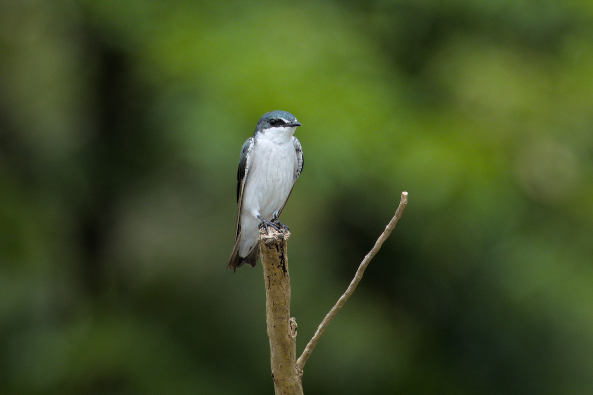 Mangrove Swallow - ML640023773