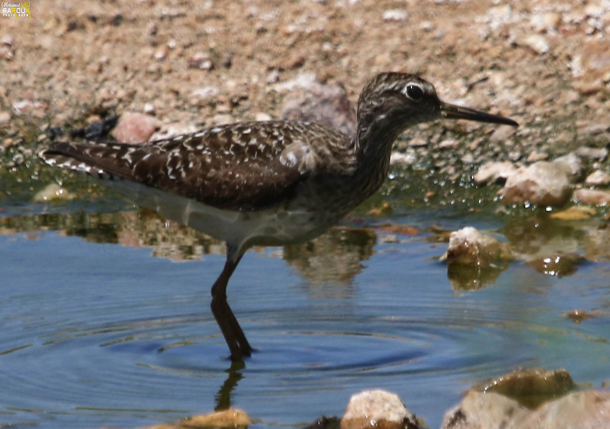 Wood Sandpiper - ML640023815