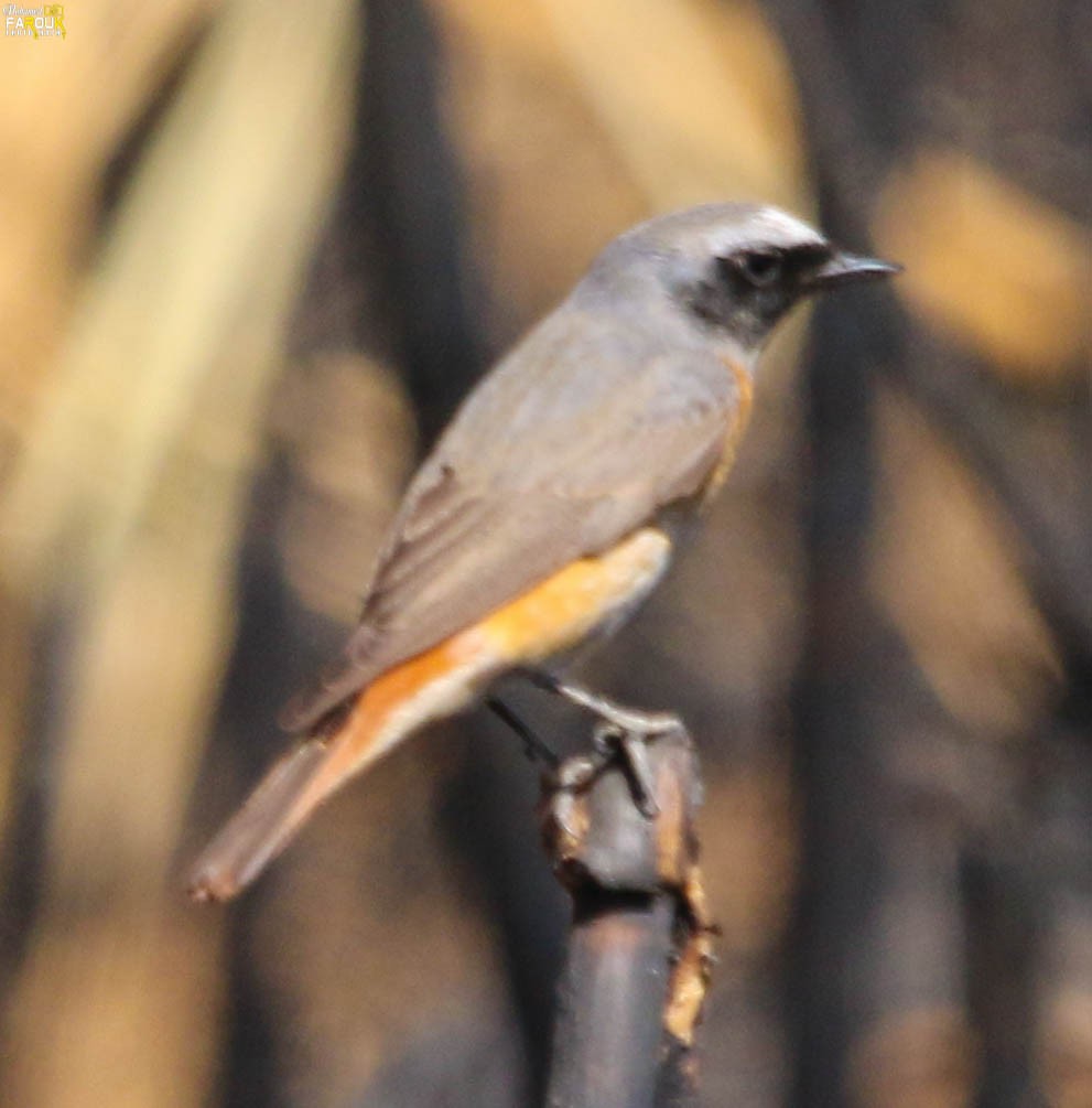Common Redstart - ML640023825