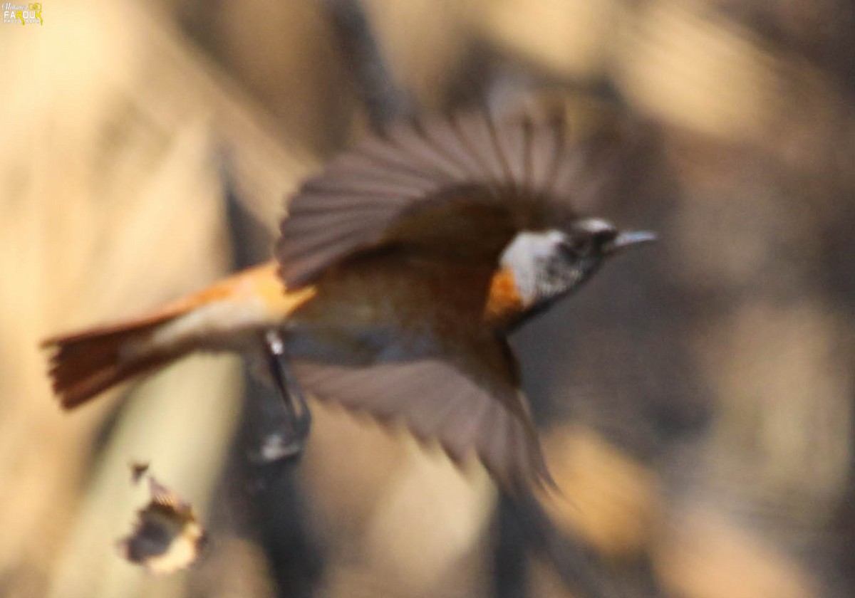 Common Redstart - ML640023826