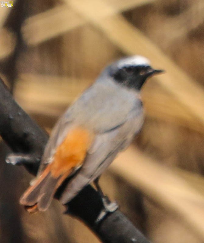 Common Redstart - ML640023827