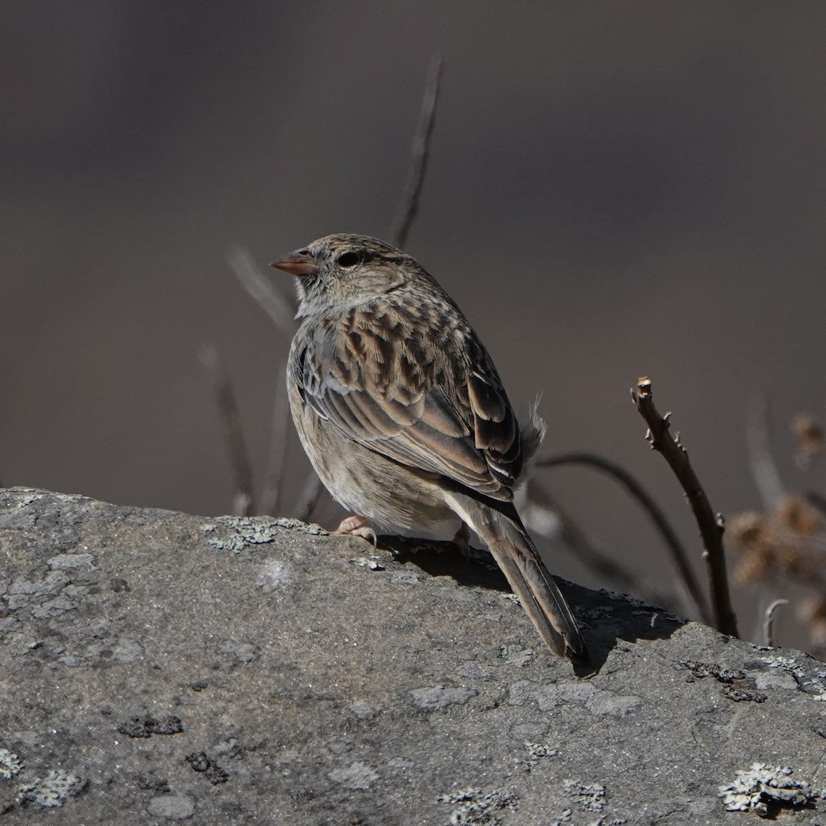 Band-tailed Sierra Finch - ML640023834