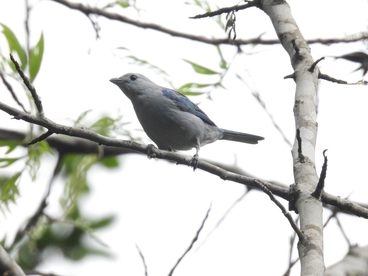 Blue-gray Tanager - ML640023835