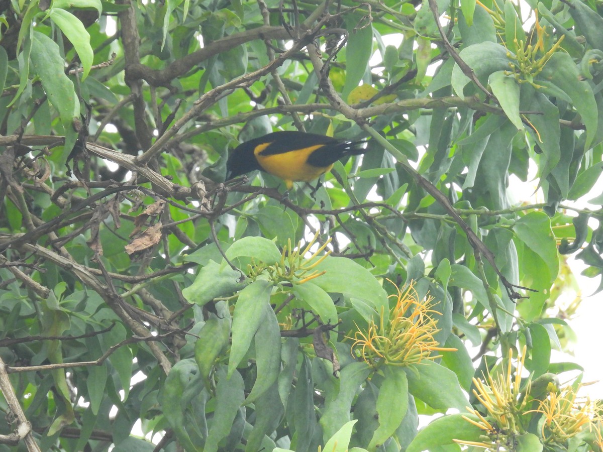Black-vented Oriole - ML640023853
