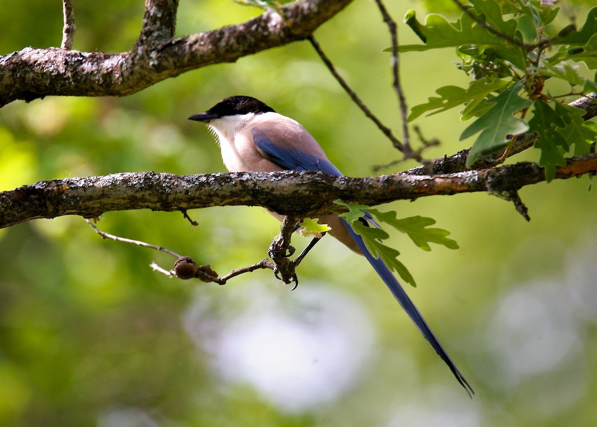 Iberian Magpie - ML640023868