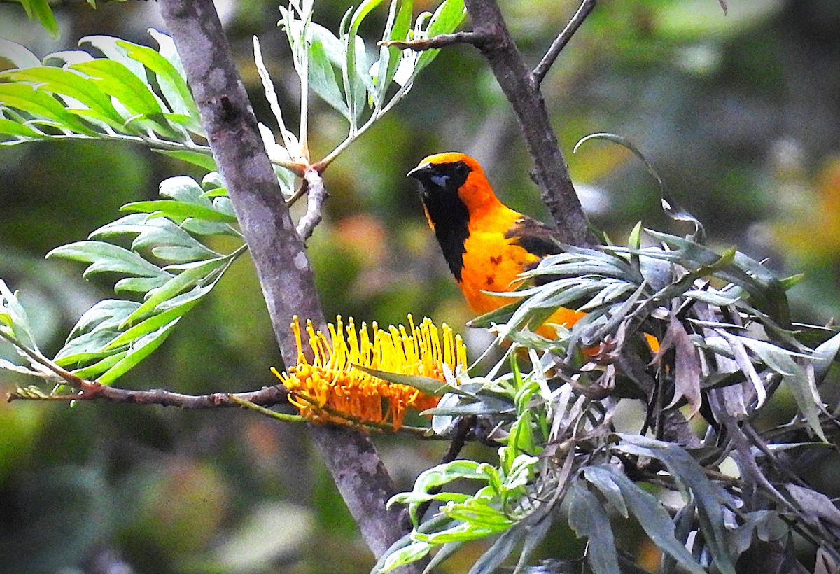 Spot-breasted Oriole - ML640023882