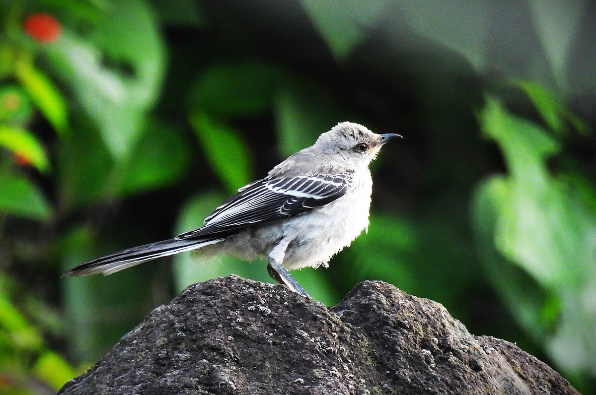 Tropical Mockingbird - ML640023906