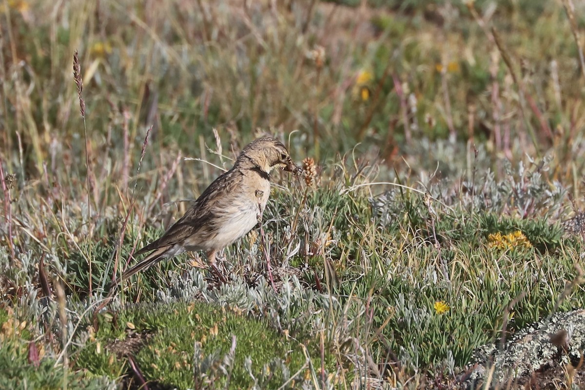 Horned Lark - ML640023912