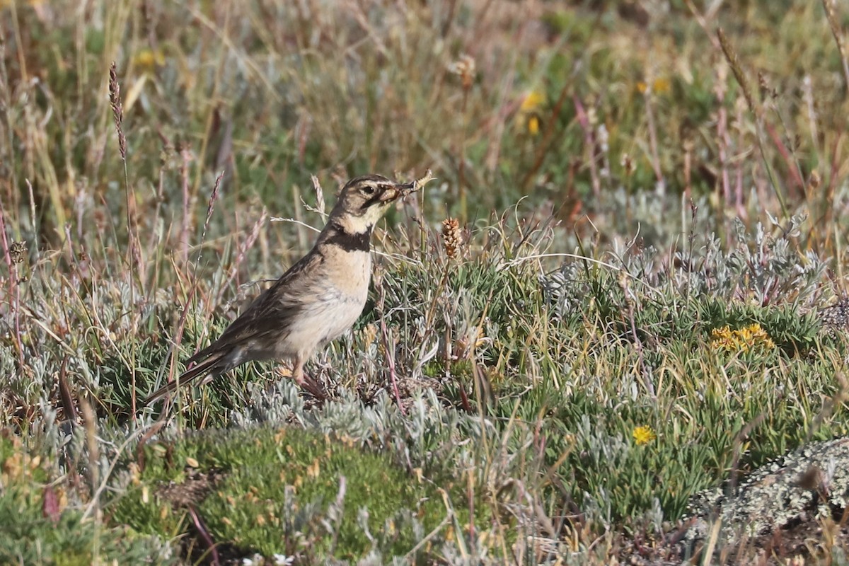Horned Lark - ML640023913