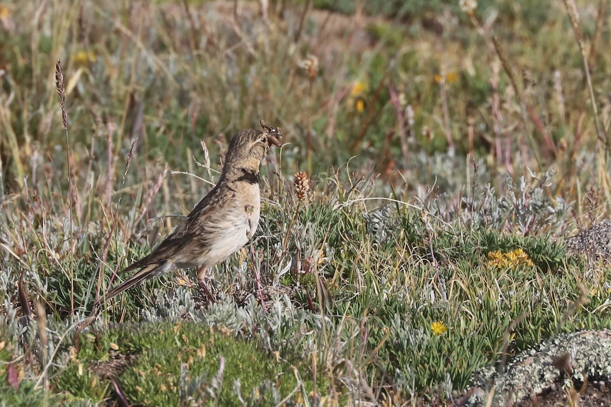 Horned Lark - ML640023914