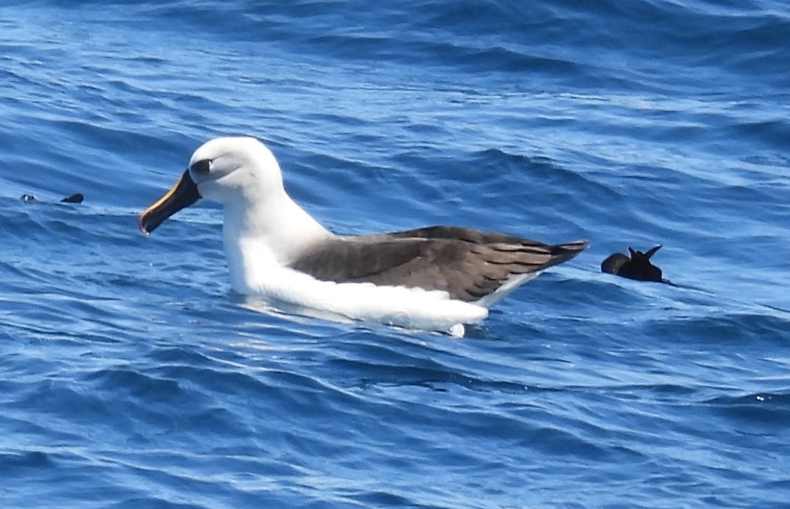 Atlantic Yellow-nosed Albatross - ML640023998