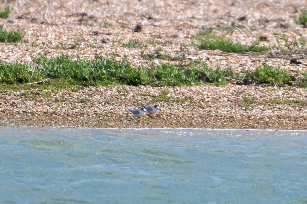 Little Tern - ML640024001