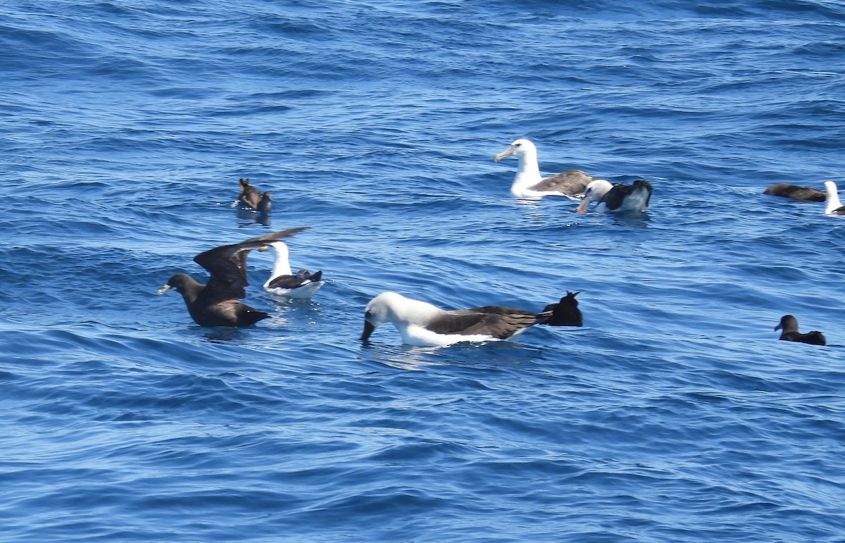 Atlantic Yellow-nosed Albatross - ML640024010