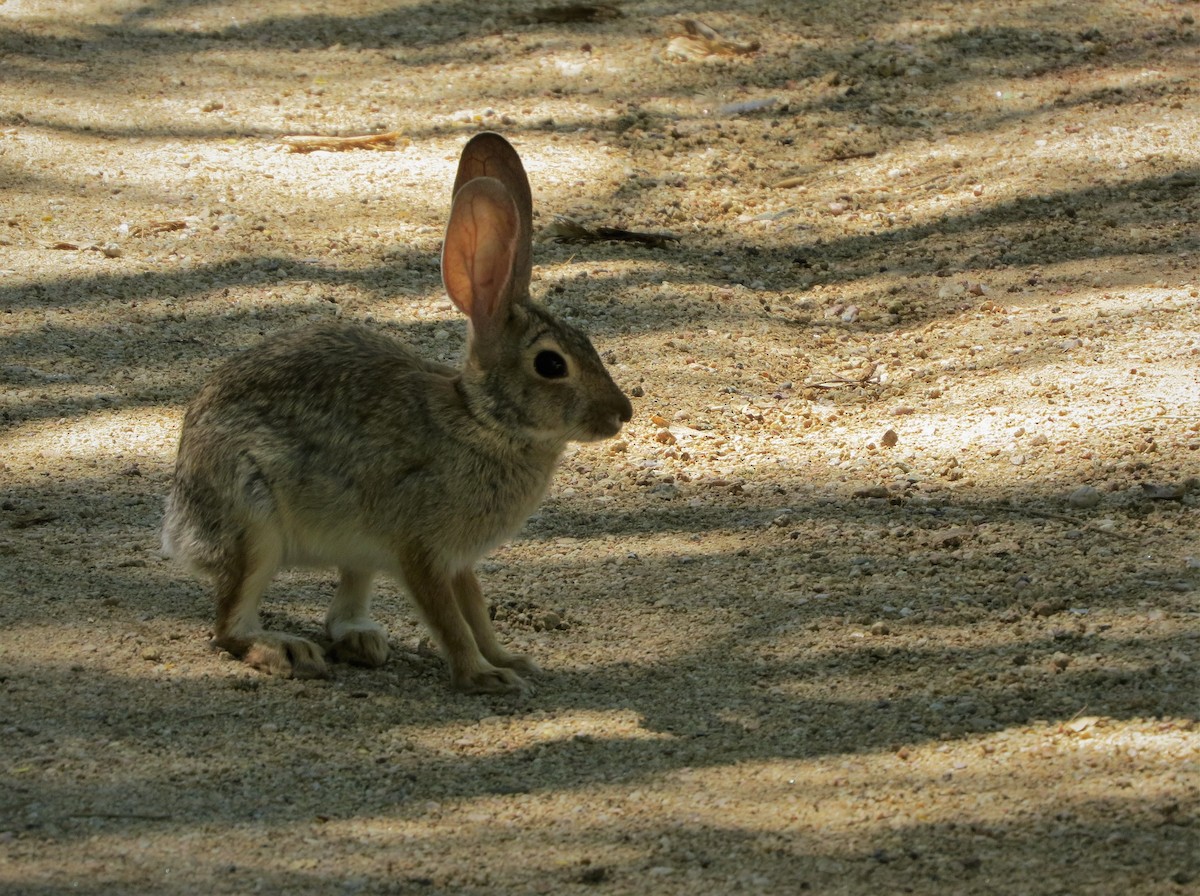 Black-tailed Jackrabbit - ML640024026