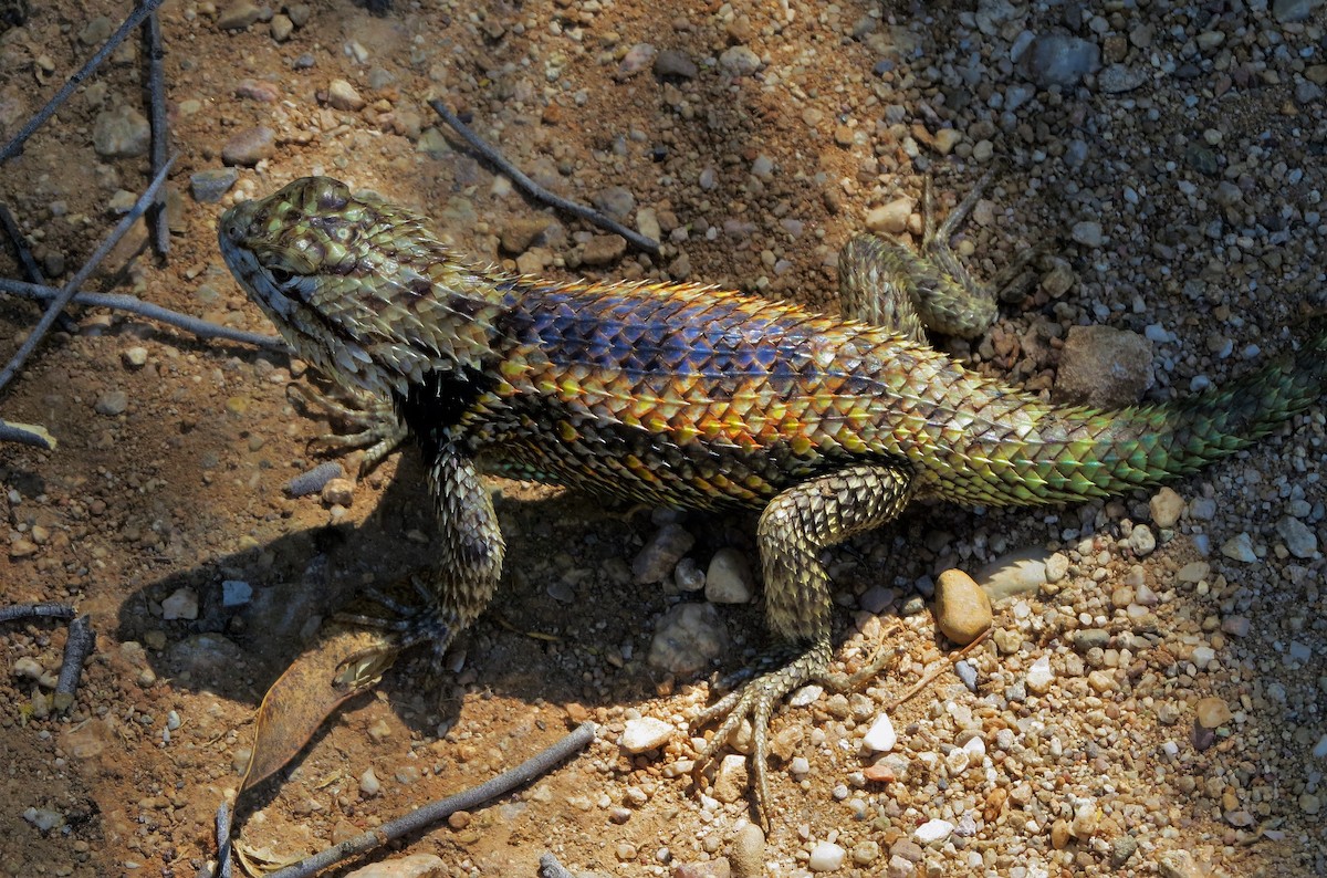 Spiny Lizards - ML640024027
