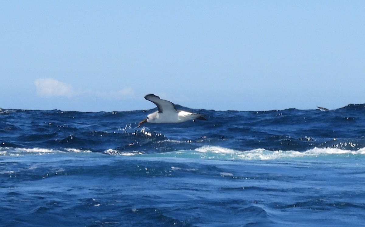 Atlantic Yellow-nosed Albatross - ML640024054