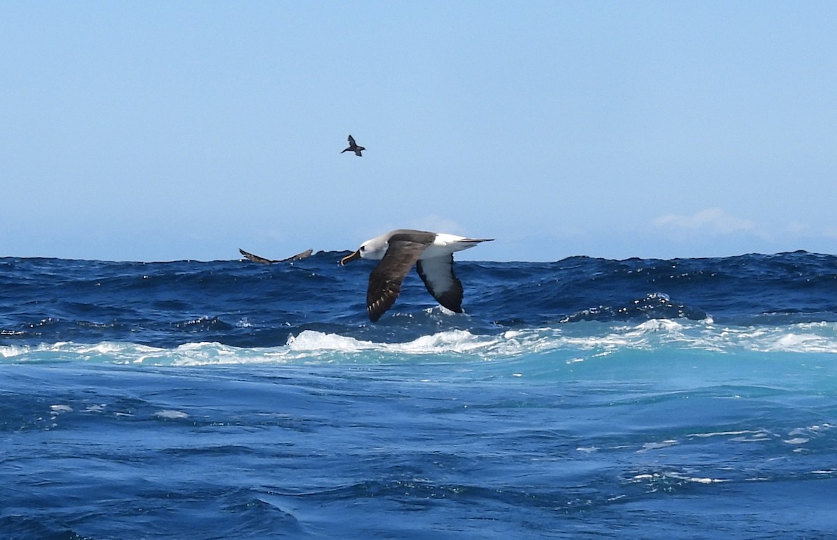 Atlantic Yellow-nosed Albatross - ML640024055