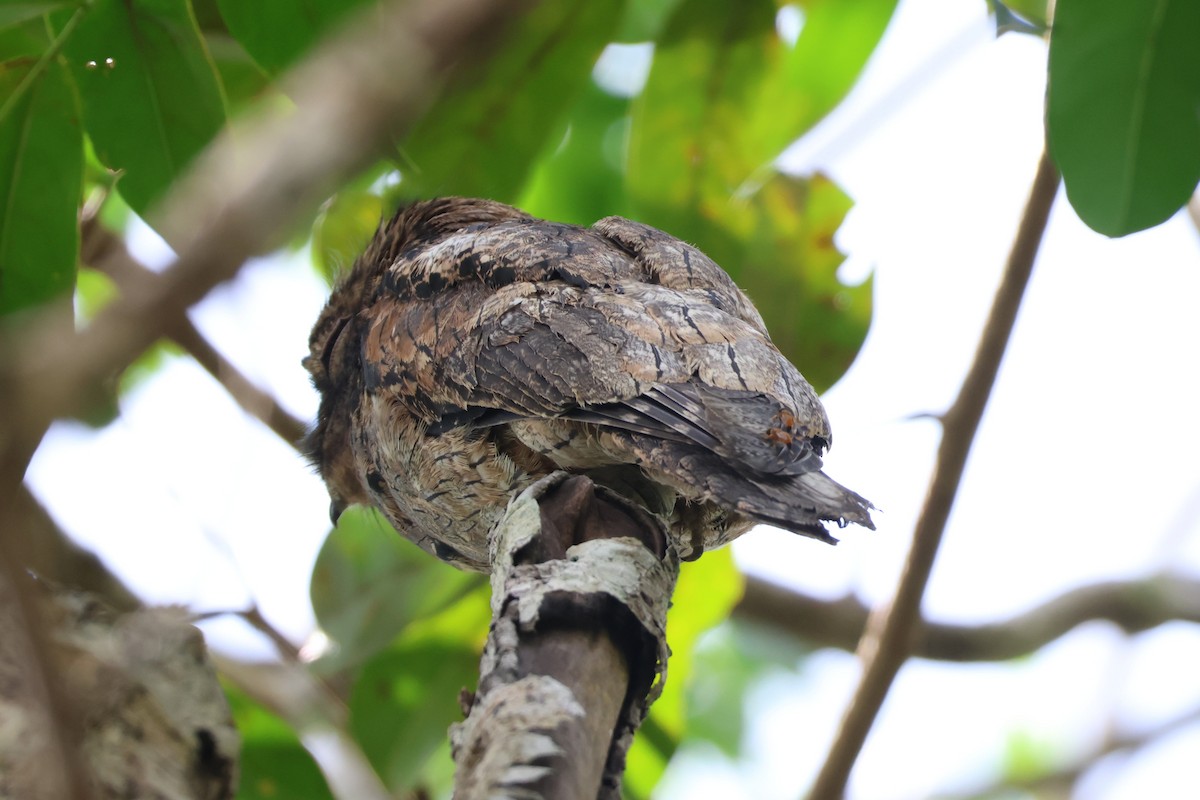 Common Potoo - ML640024067