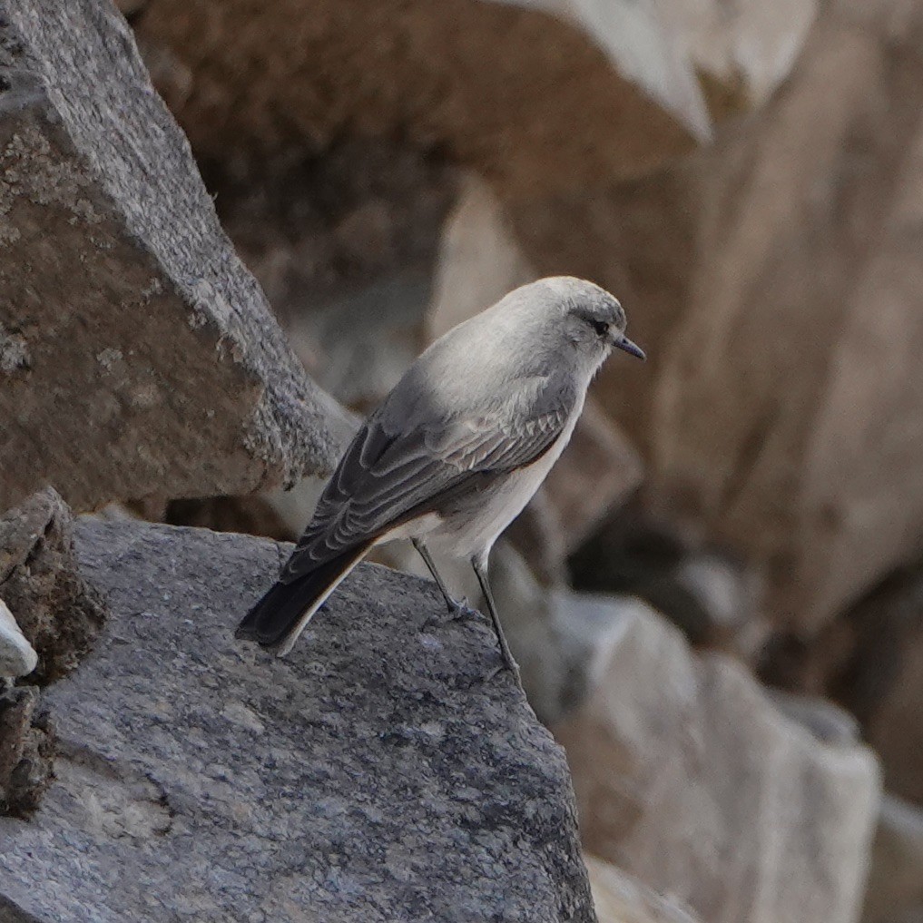 Cinereous Ground-Tyrant - ML640024093