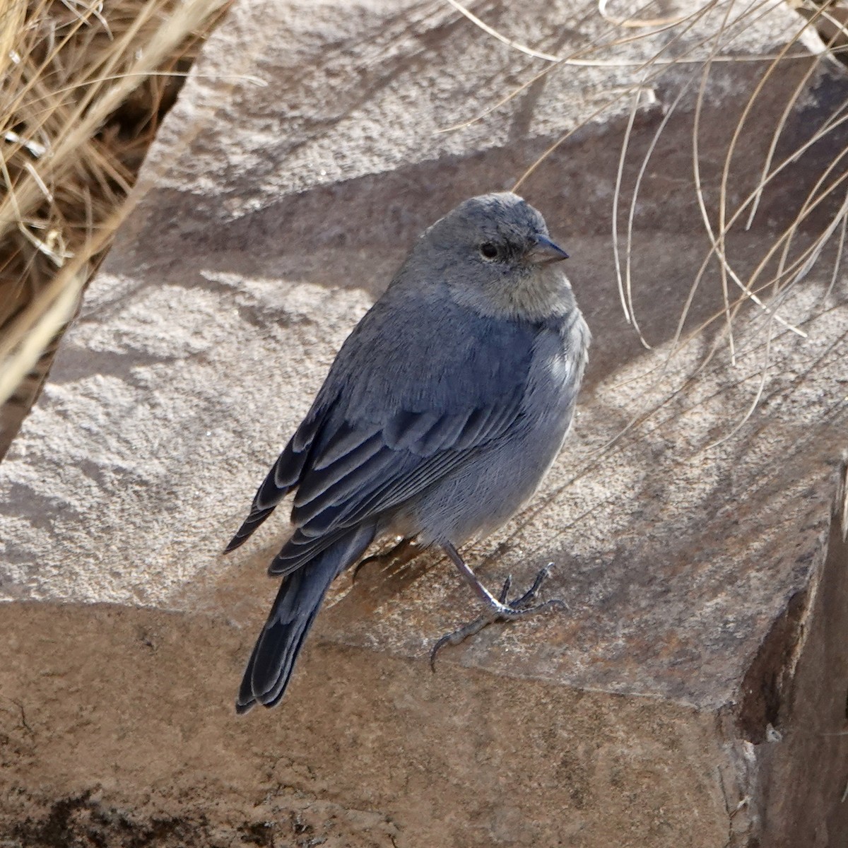 Plumbeous Sierra Finch - ML640024110