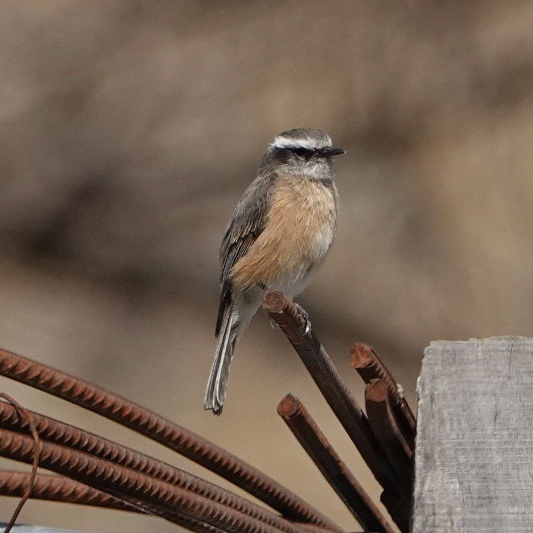 d'Orbigny's Chat-Tyrant - ML640024137